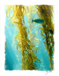 nature_atlantis_wildlife