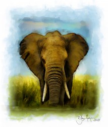 nature_bull-elephant_wildlife