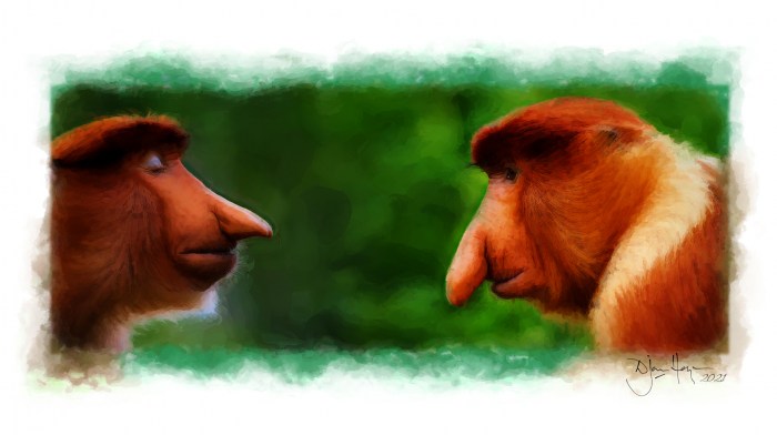 nature_proboscis-monkeys_wildlife